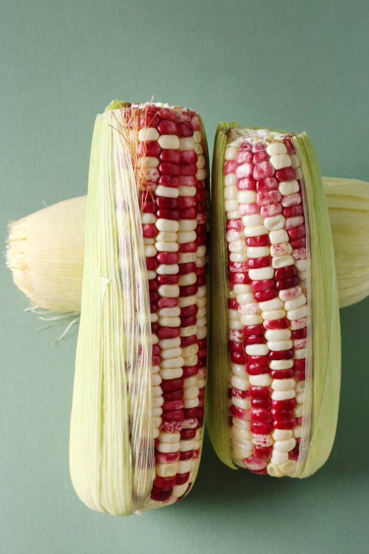 彩色玉米特写图片