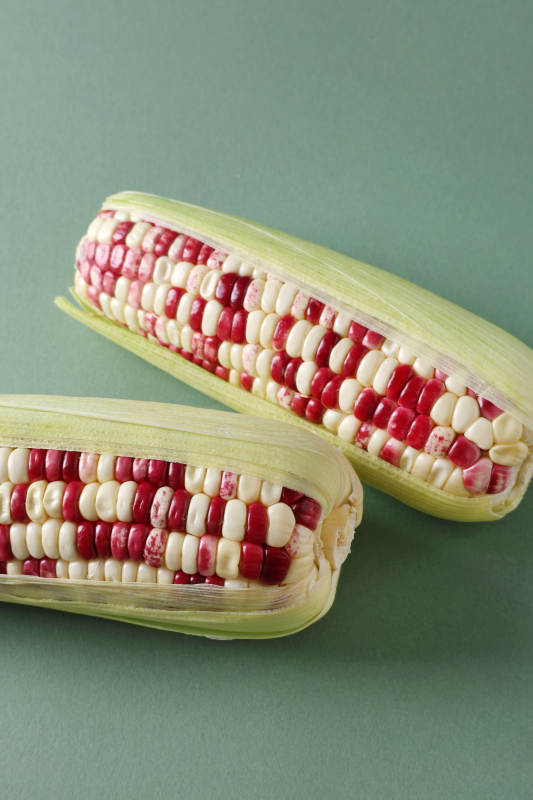 红白相间的玉米棒图片