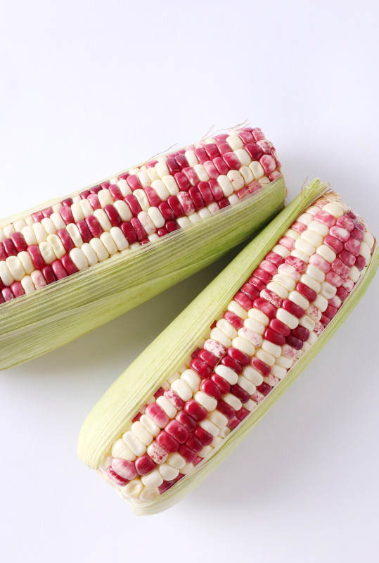 彩色玉米特写图片