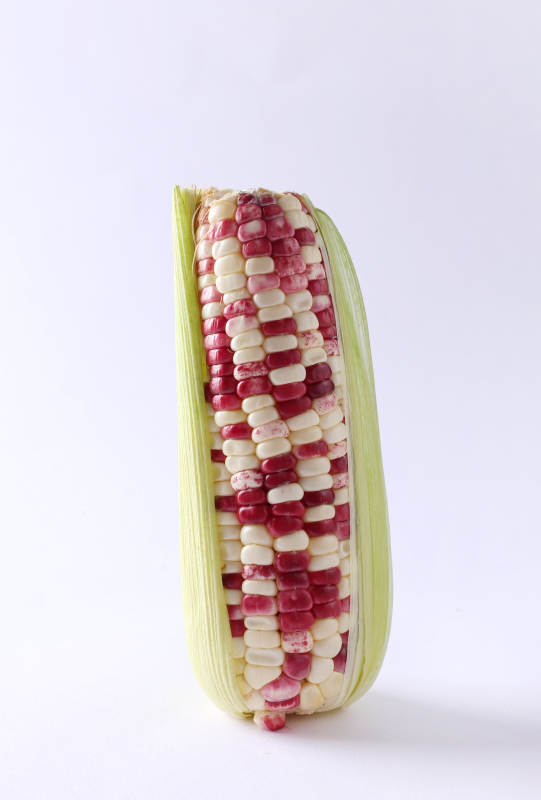 红白相间的玉米棒图片