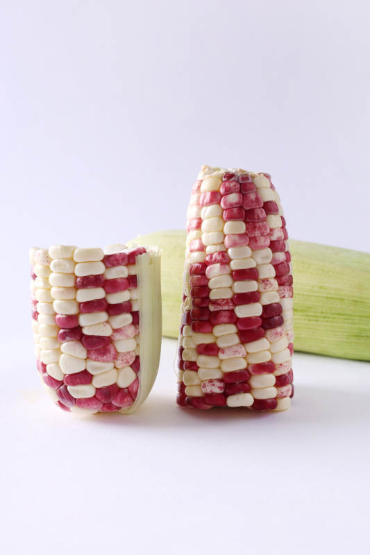 红白相间的玉米粒特写图片