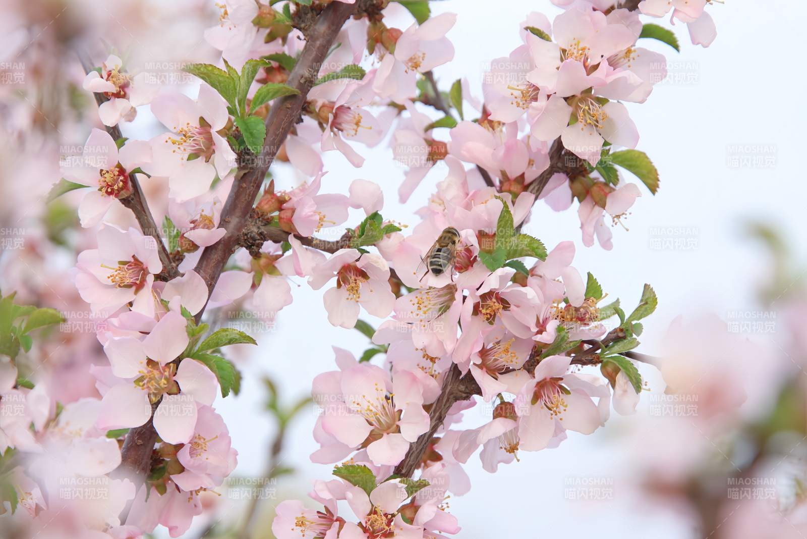 春日花开 蜜蜂采蜜图片