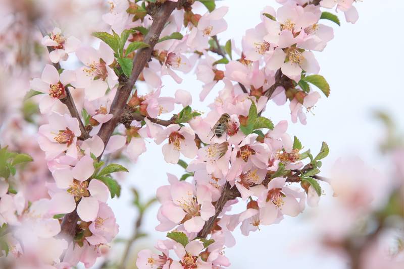 春日花开 蜜蜂采蜜图片