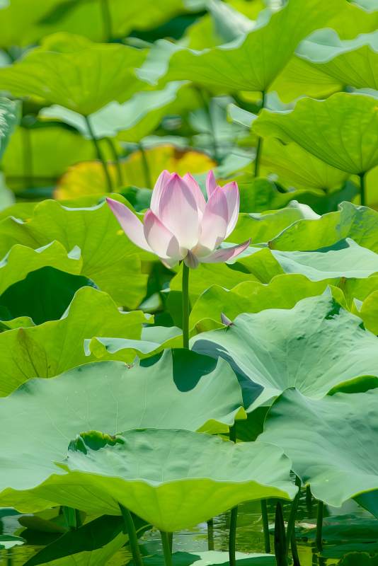 莲花绽放 绿叶环绕图片