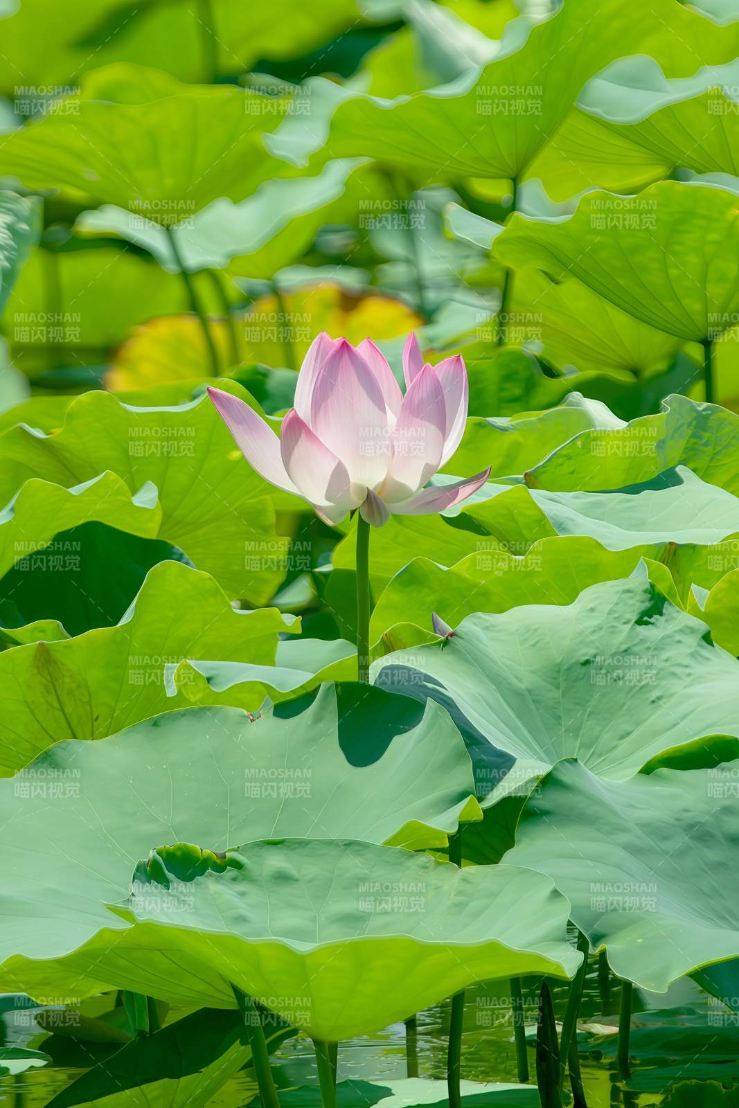 莲花绽放 绿叶环绕图片