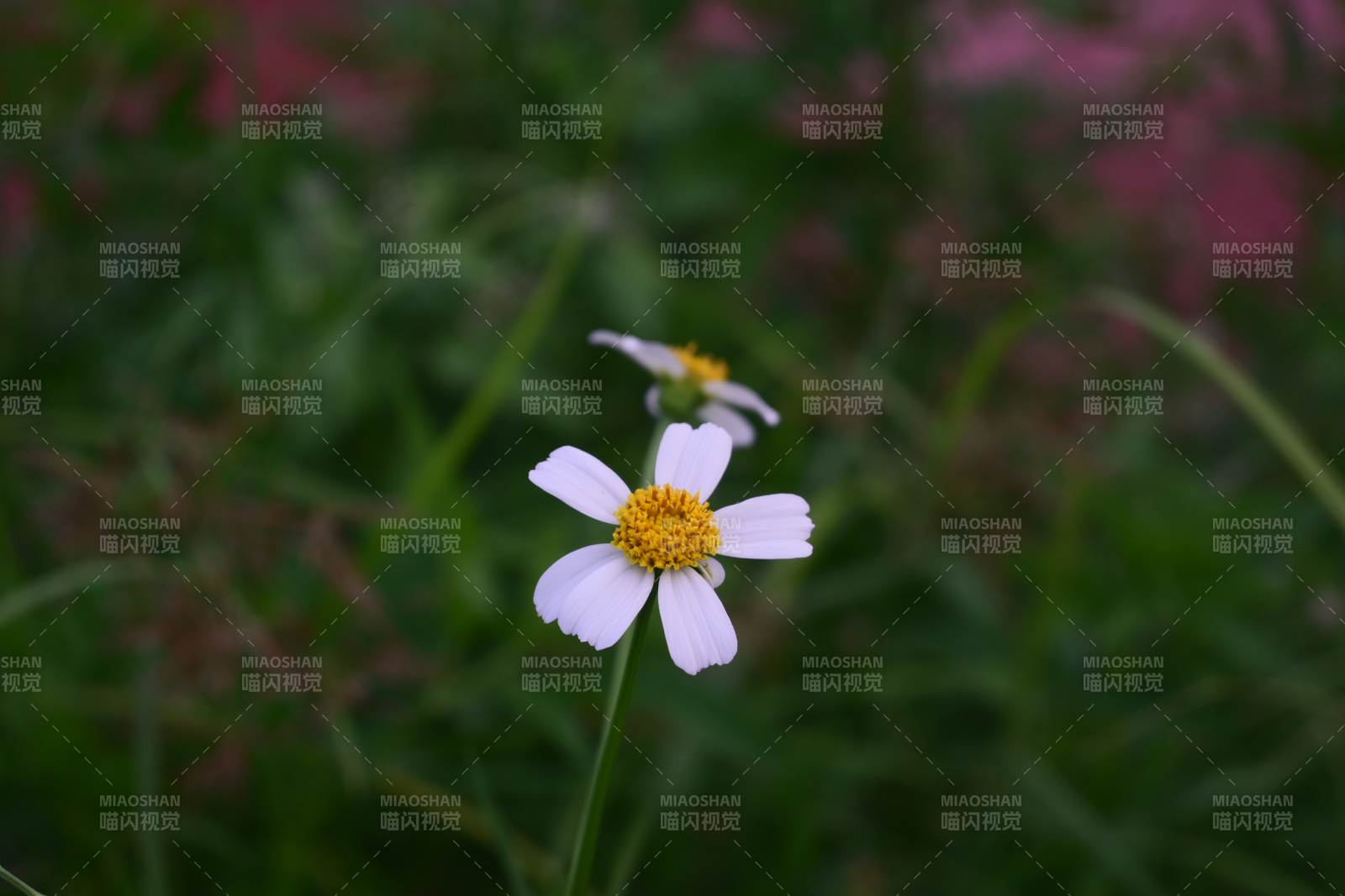 野花绽放 自然之美图片