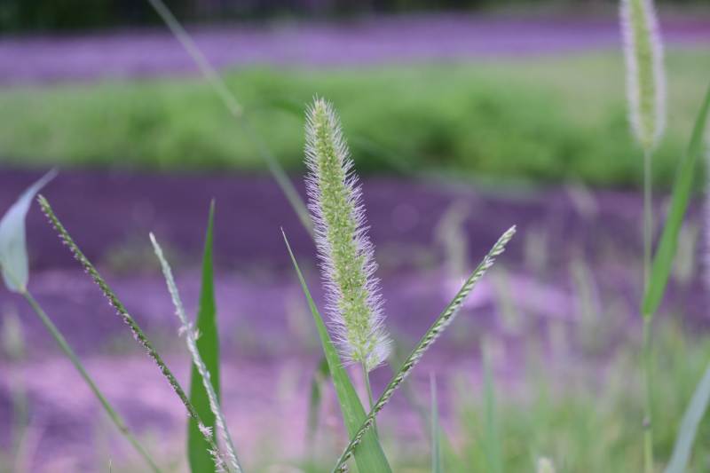 夏日草丛中的紫色光影图片