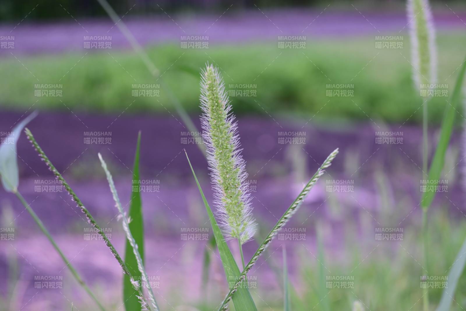 夏日草丛中的紫色光影图片