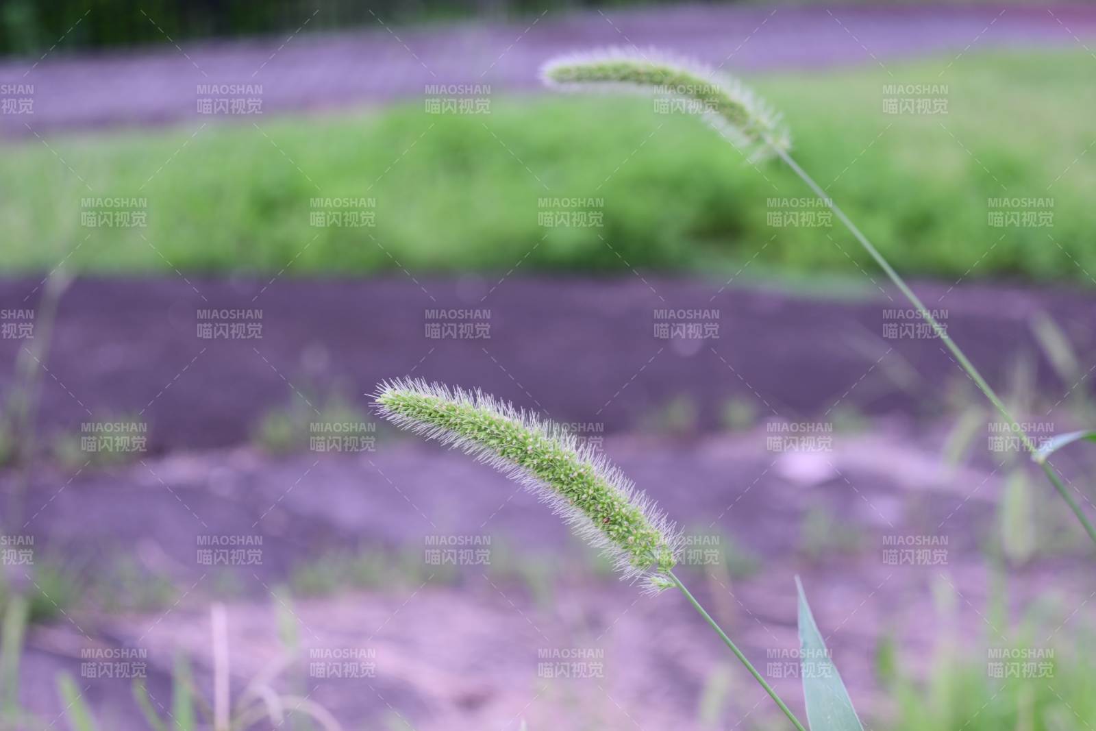 风中的狗尾草图片