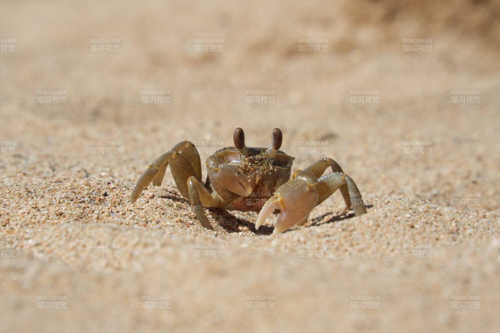 沙滩上的小螃蟹图片