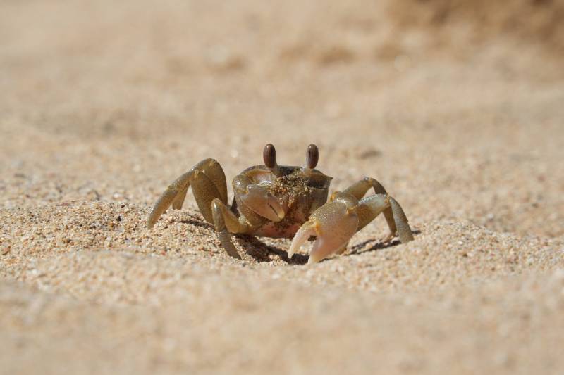 沙滩上的小螃蟹图片