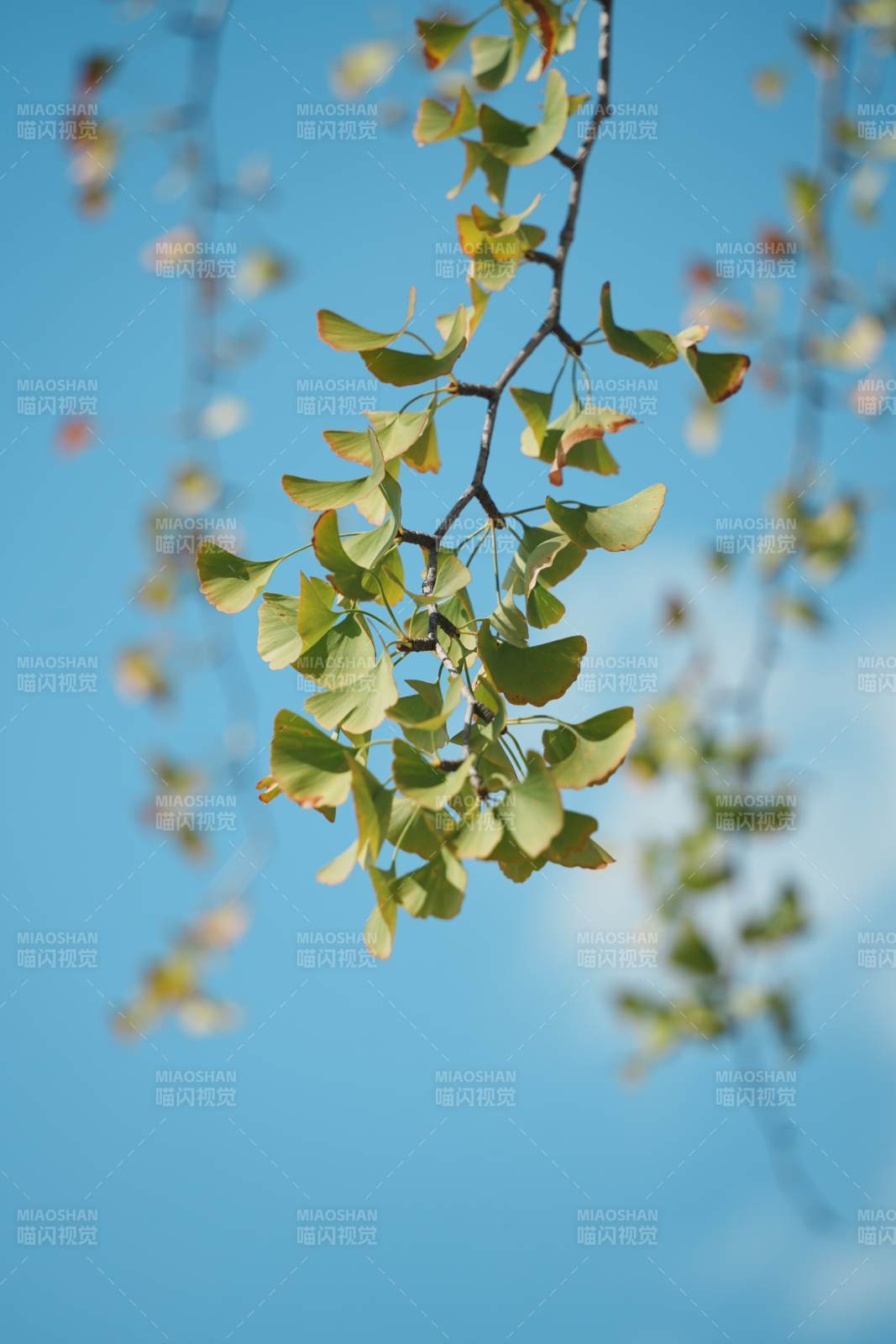 银杏叶与蓝天的和谐美图片