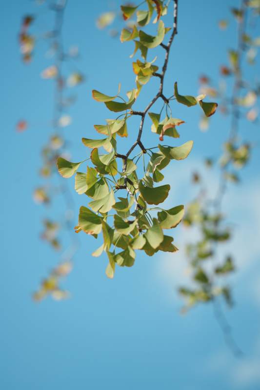 银杏叶与蓝天的和谐美图片