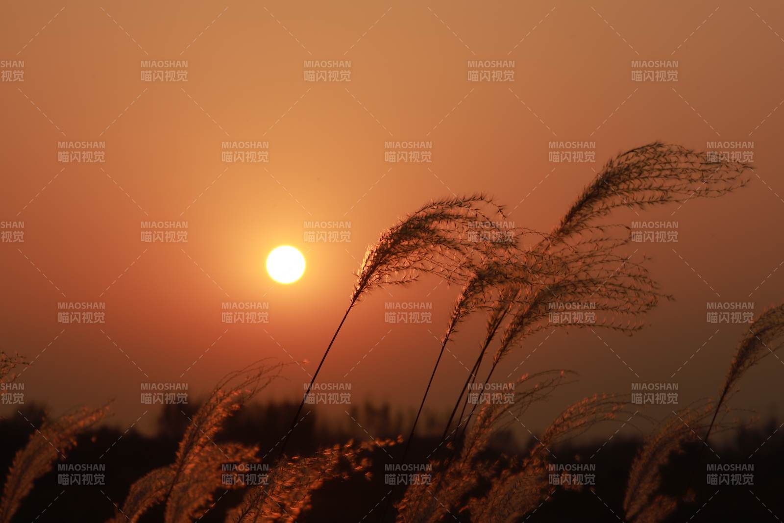 夕阳下的芦苇丛图片