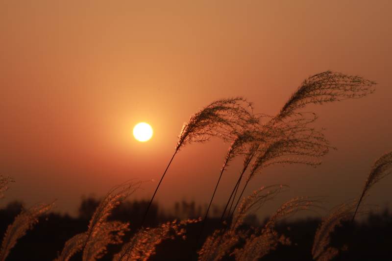 夕阳下的芦苇丛图片