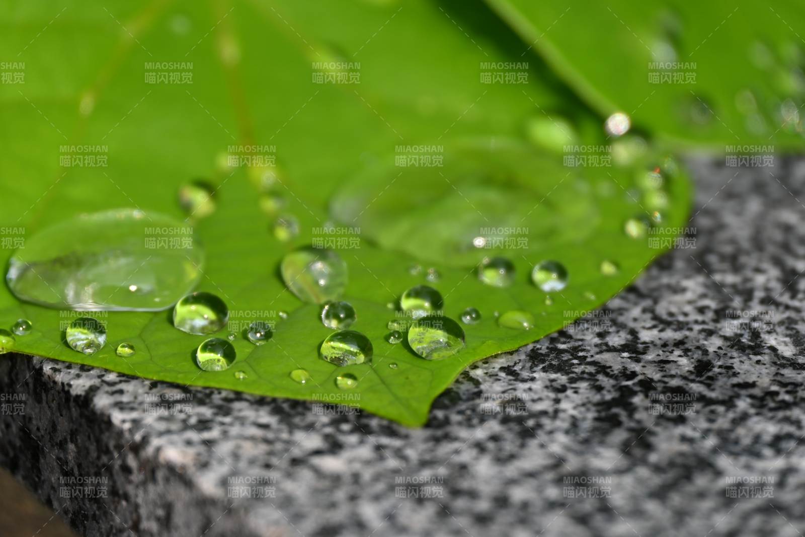 叶尖水珠晶莹剔透图片