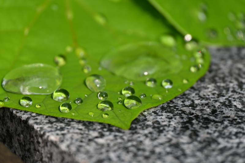 叶尖水珠晶莹剔透图片