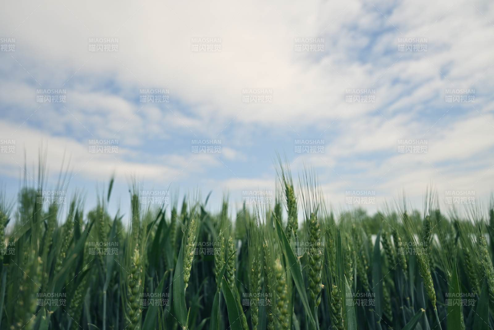 绿麦田与蓝天白云图片
