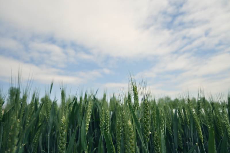 绿麦田与蓝天白云图片