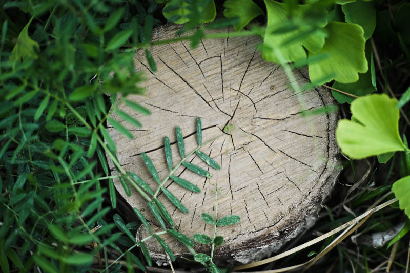 树桩上的绿叶与裂纹图片