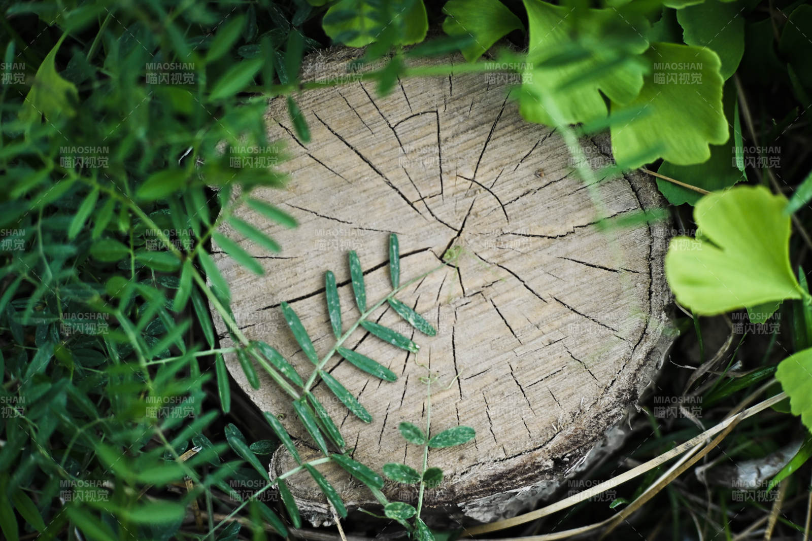 树桩上的绿叶与裂纹图片
