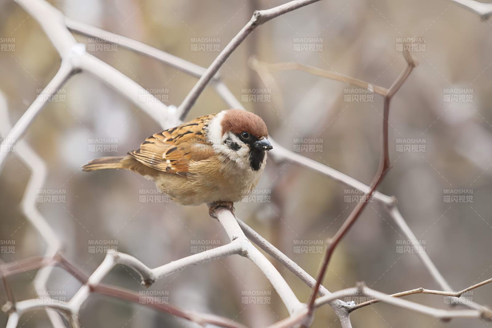 枝头上的小鸟图片