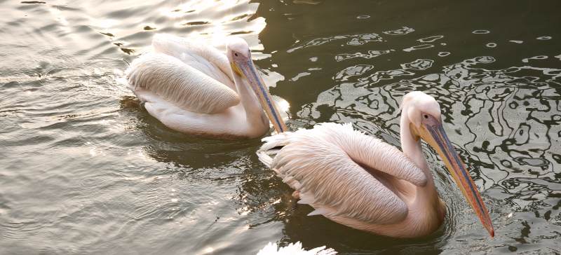 水中双鹈鹕 悠然自得图片