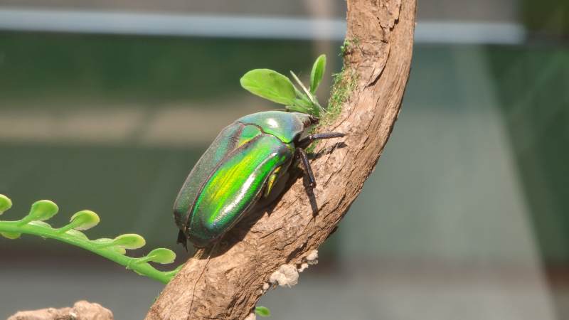 绿光闪闪的甲虫栖息枝头图片