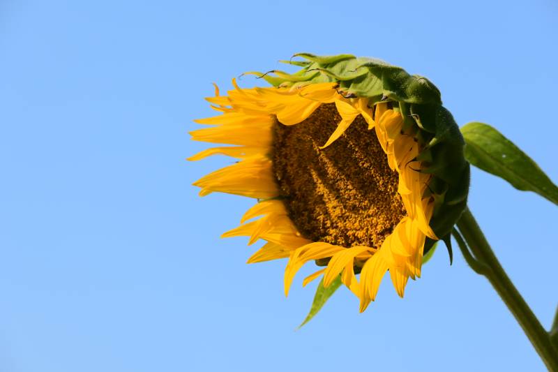 向日葵在蓝天下的绽放图片