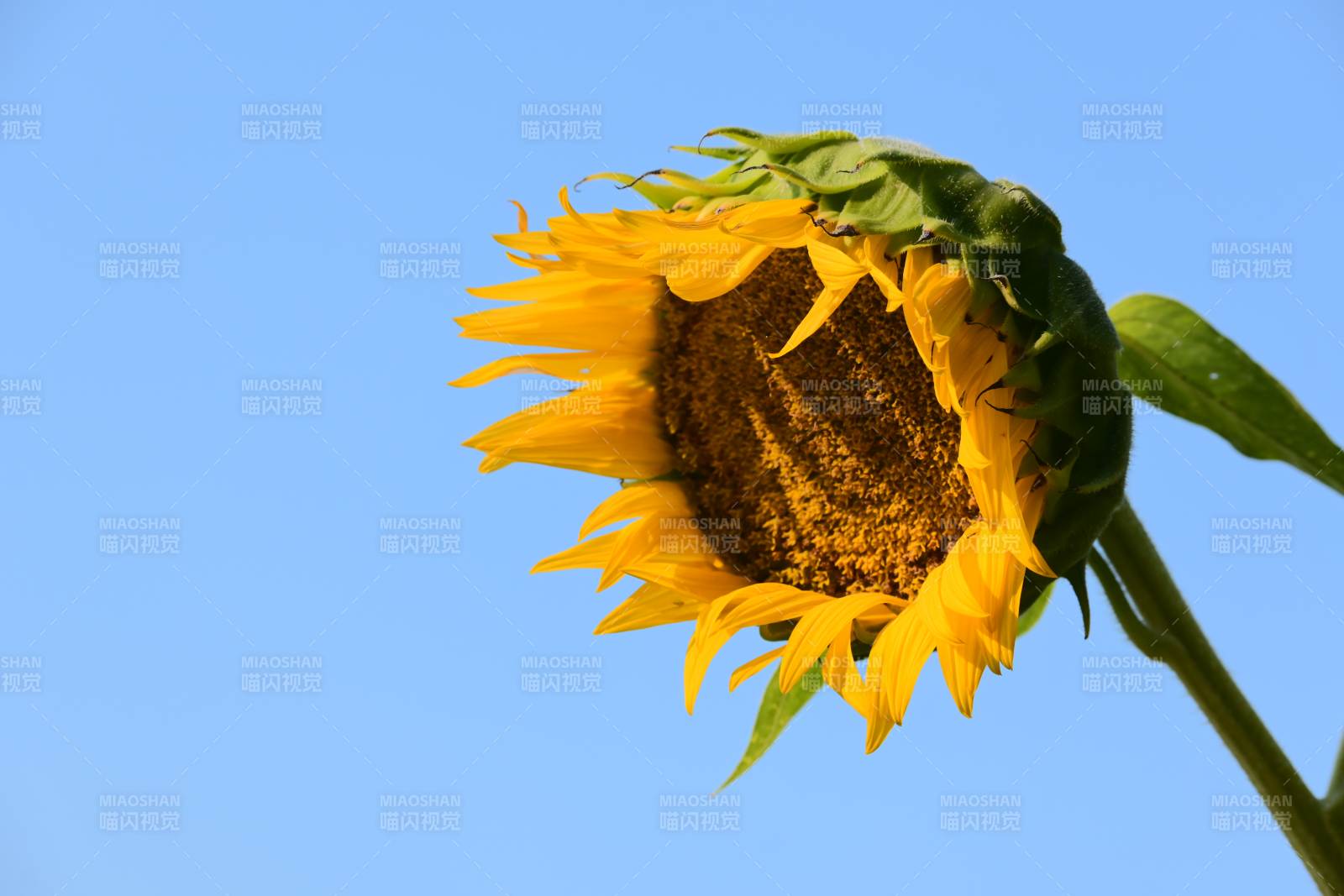 向日葵在蓝天下的绽放图片