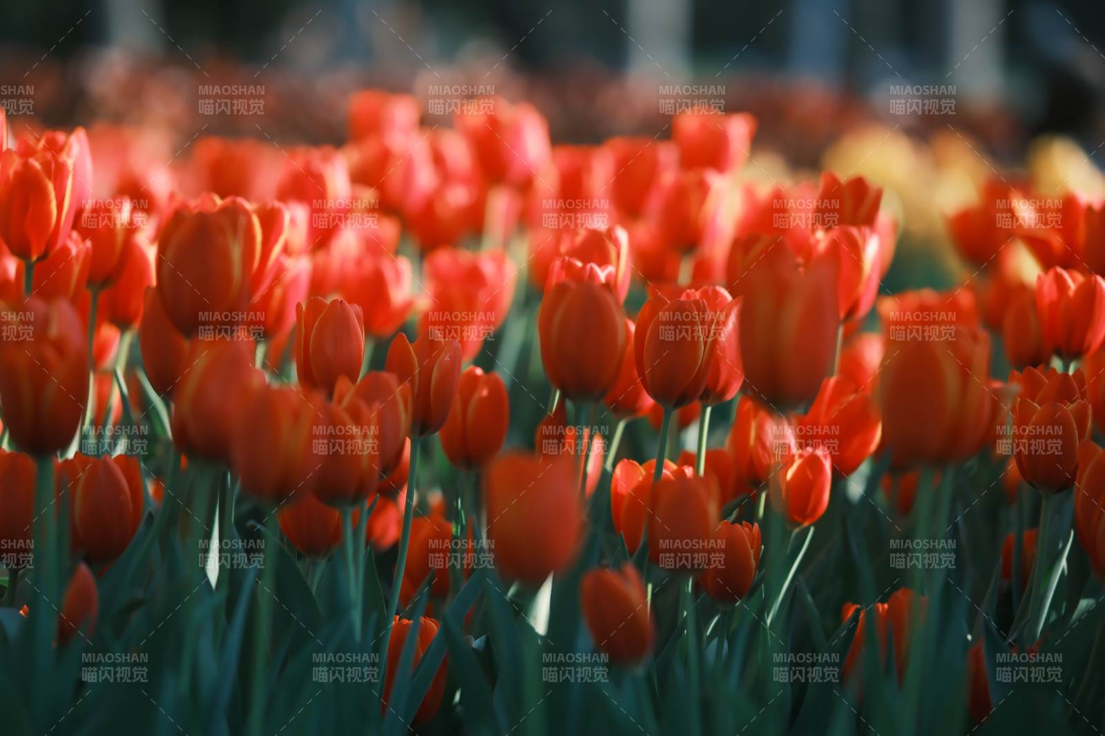 红色郁金香花海盛开图片