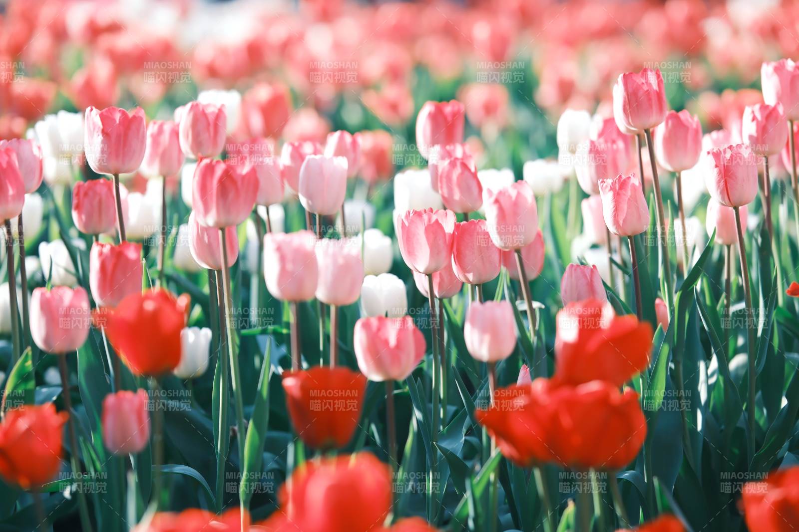 五彩斑斓的郁金香花田图片