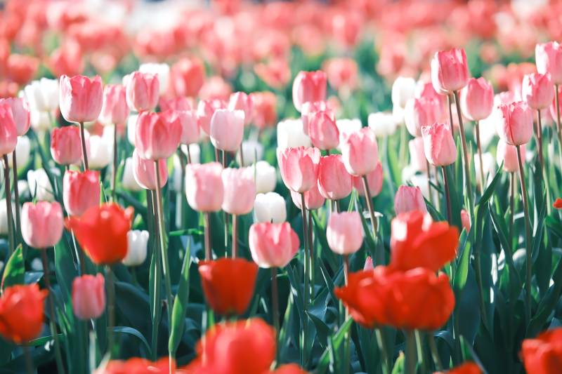 五彩斑斓的郁金香花田图片