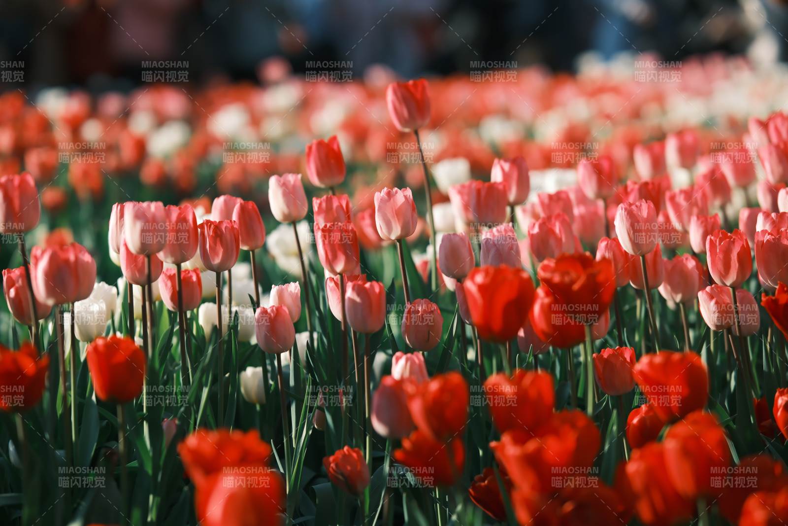五彩斑斓的郁金香花海图片