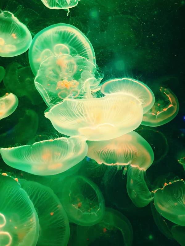 绿色水母的梦幻世界图片