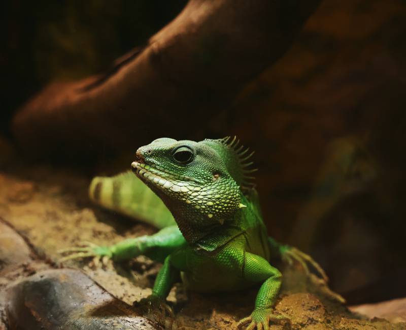 绿鬣蜥的自然姿态图片