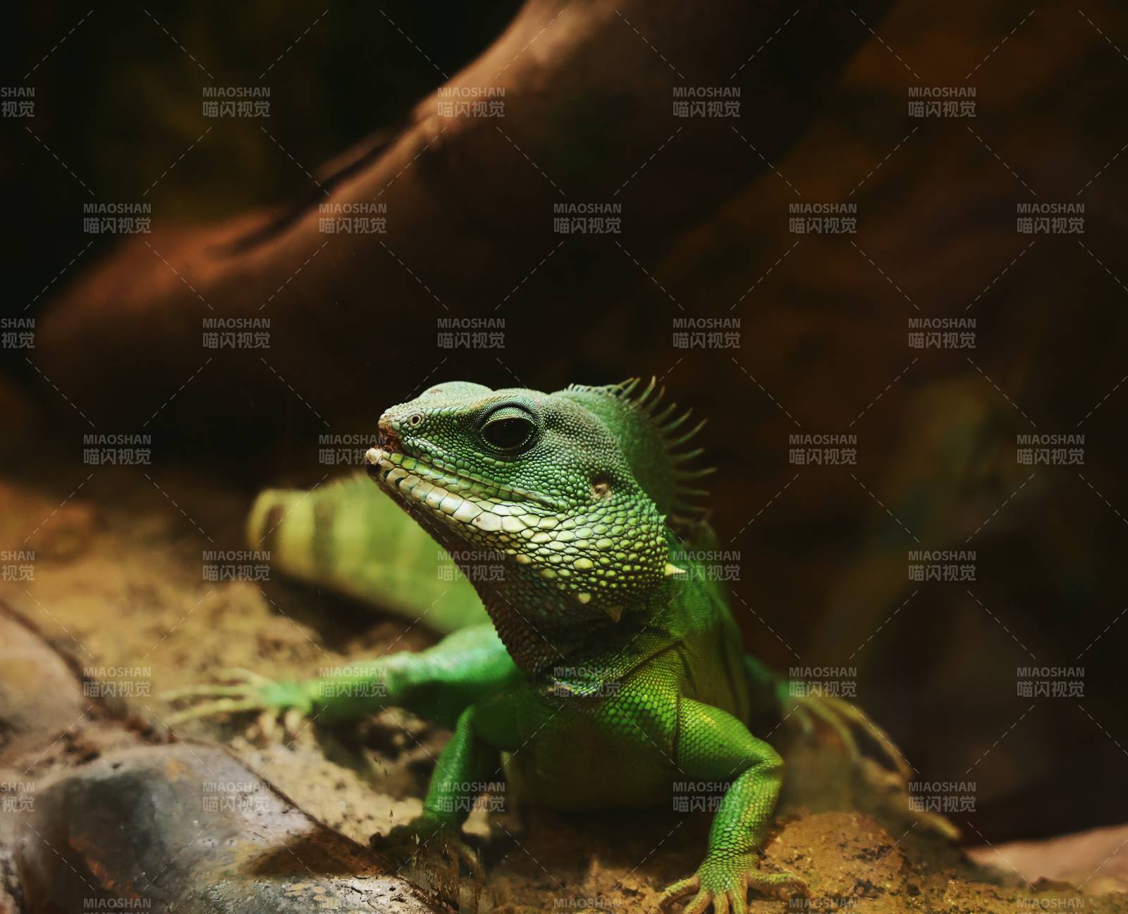 绿鬣蜥的自然姿态图片