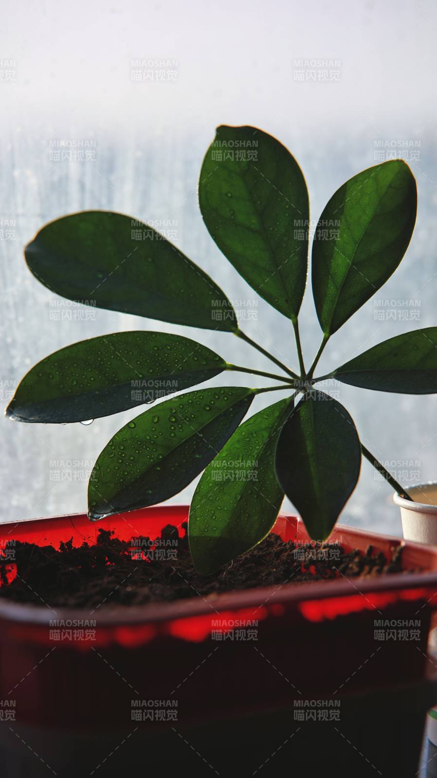 窗边绿植 雨后清新图片