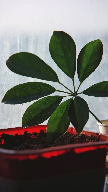 窗边绿植 雨后清新图片