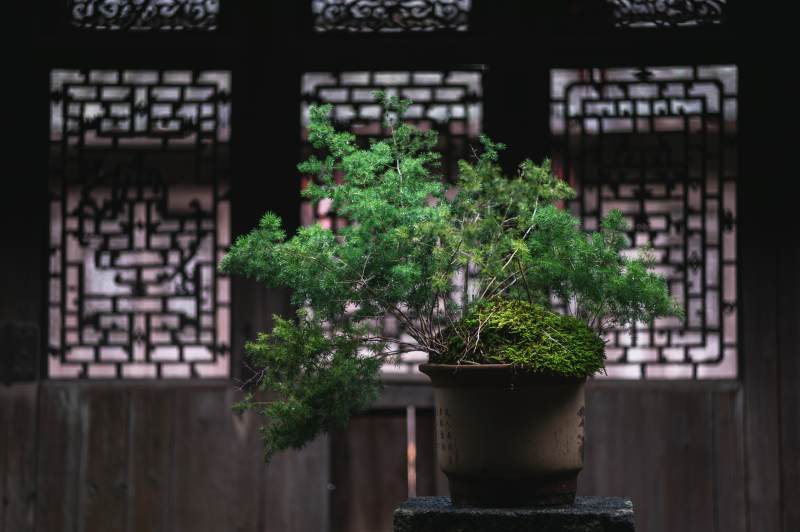 古风庭院中的盆景艺术图片