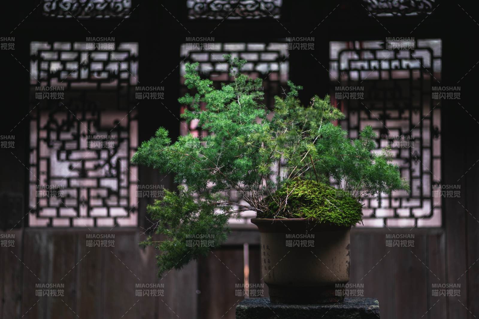 古风庭院中的盆景艺术图片