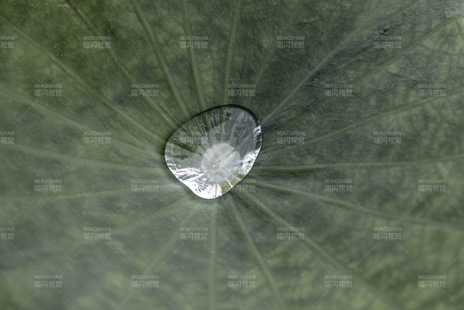 荷叶上的水滴特写图片