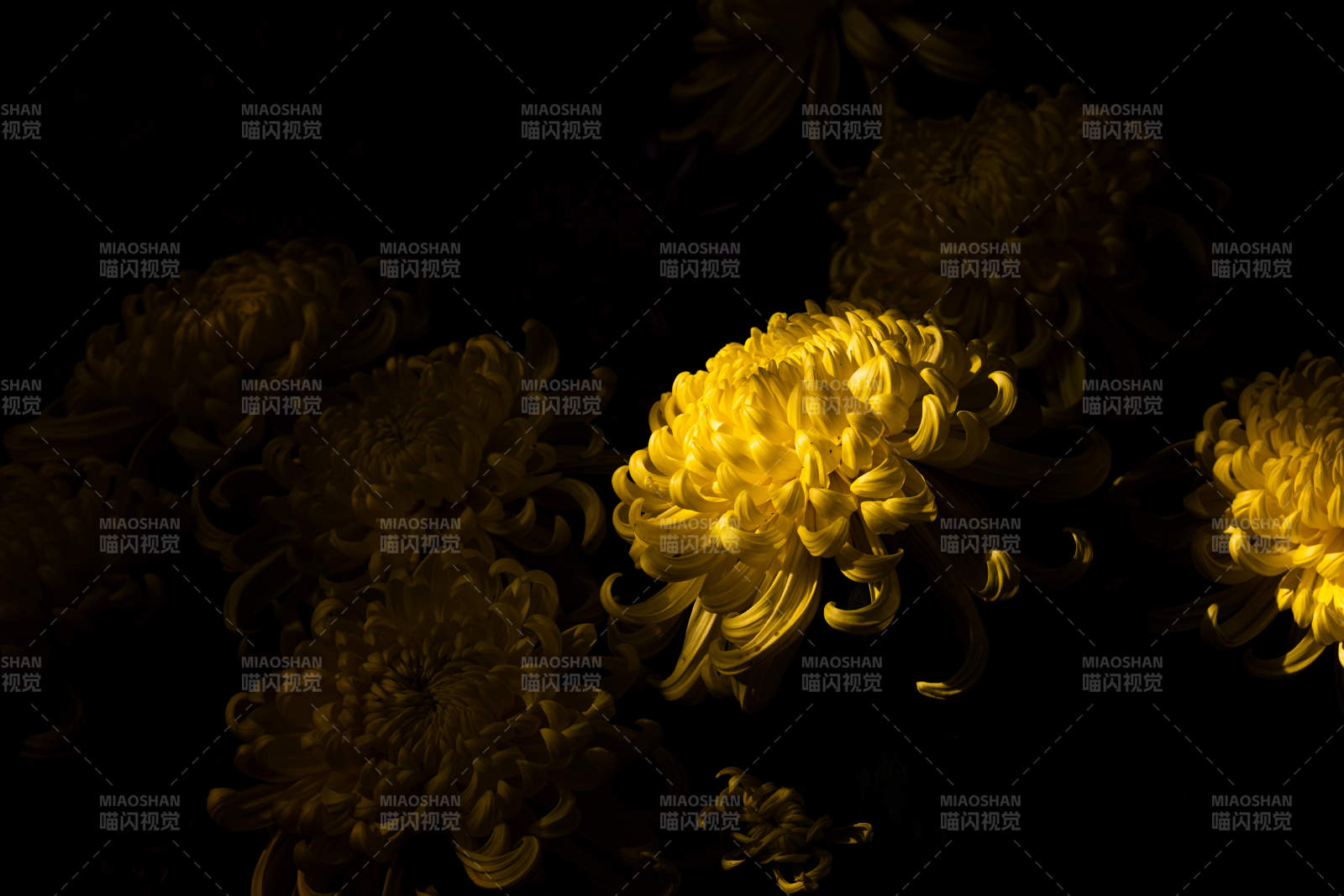 暗夜中的金菊绽放图片