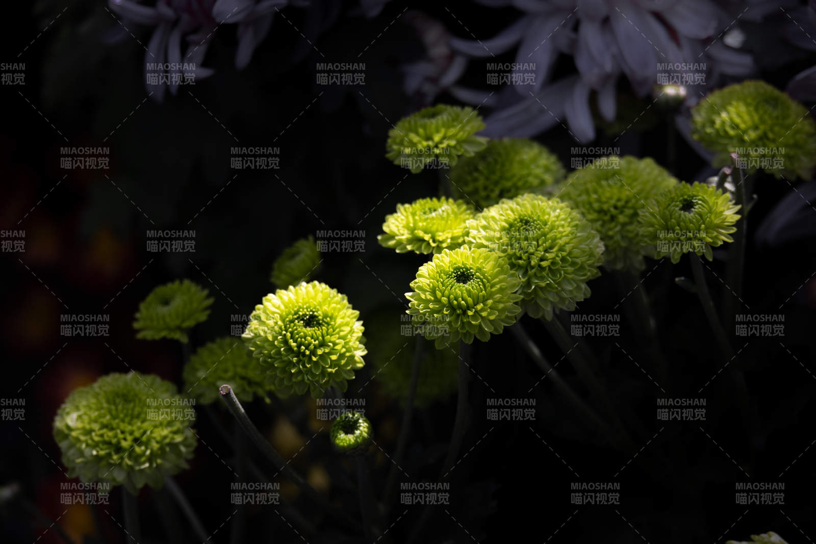 暗夜中的绿色花朵图片