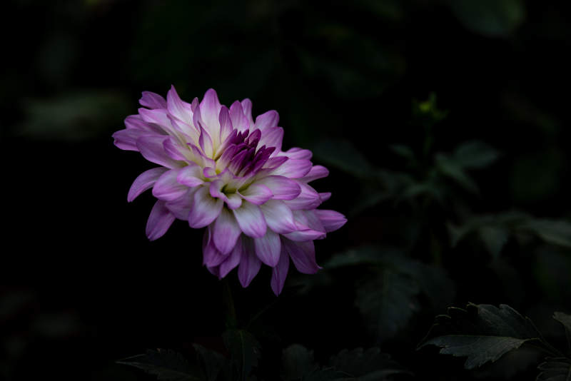 夜色中的紫色花朵图片