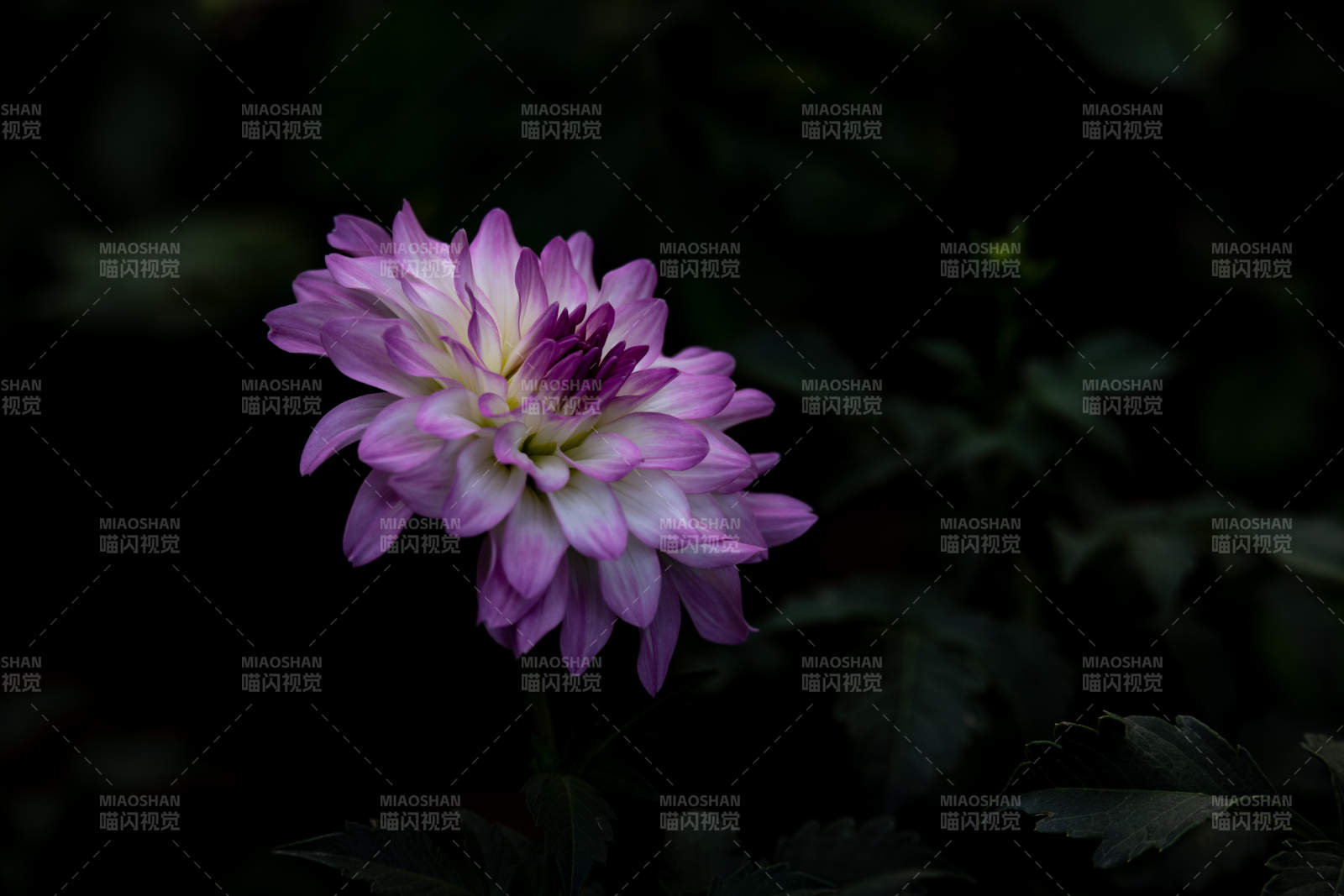 夜色中的紫色花朵图片