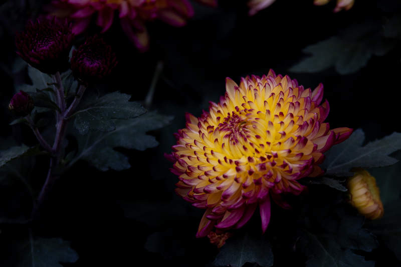 夜色中的菊花绽放图片