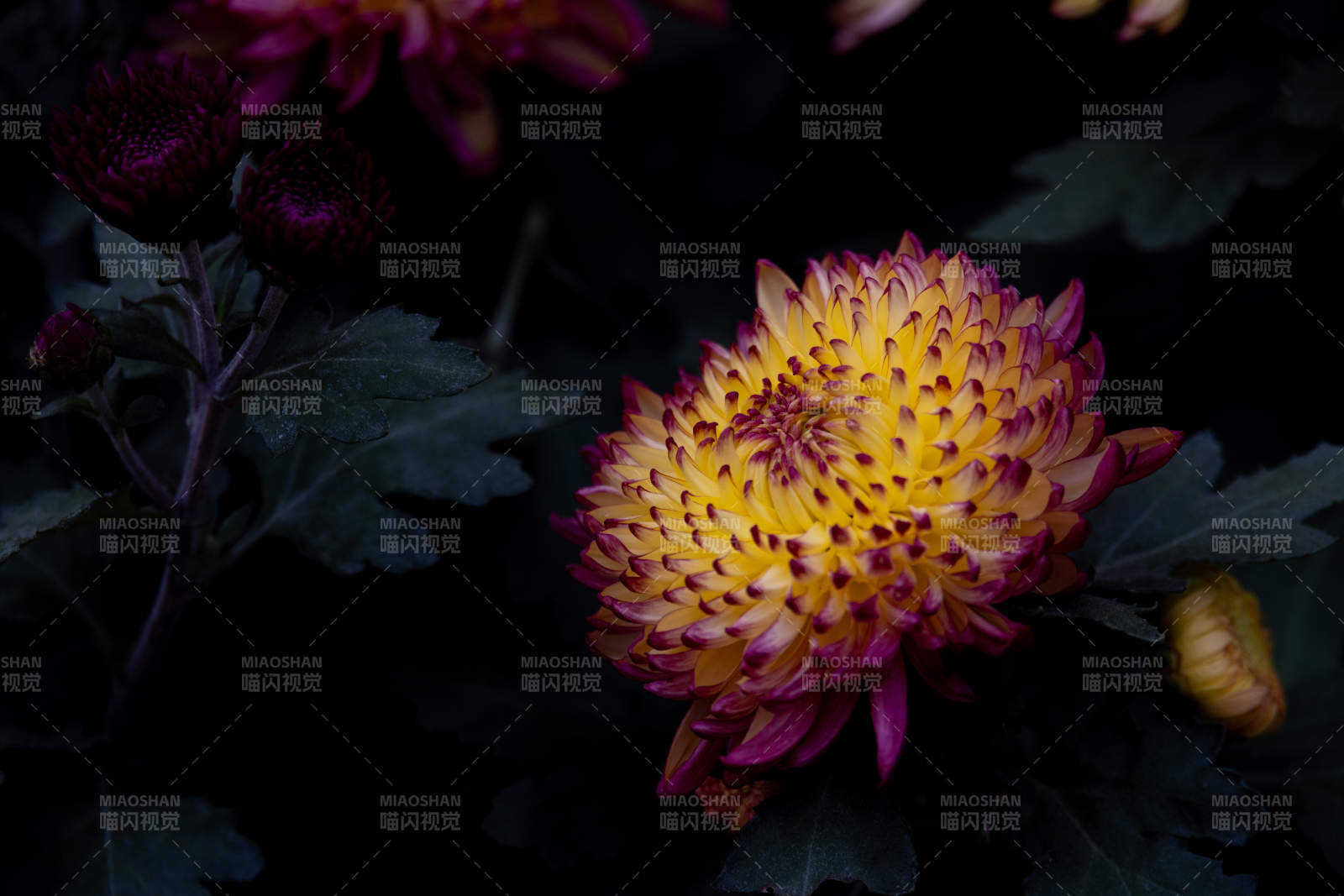 夜色中的菊花绽放图片