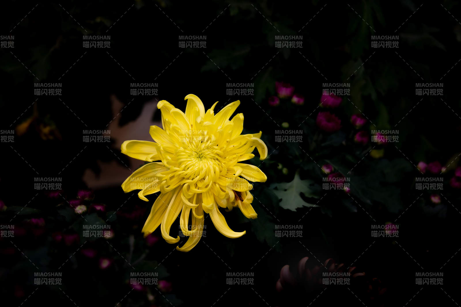 夜色中的黄色菊花图片