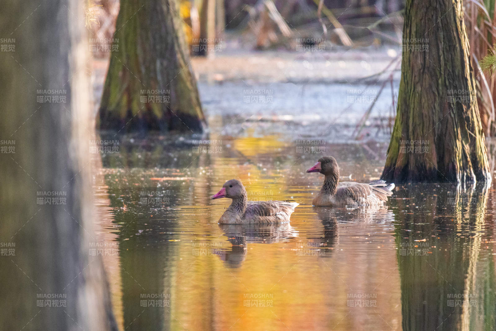 秋日湖中双鸭游图片